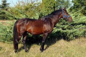 Pure Arab Blood Horse Equine