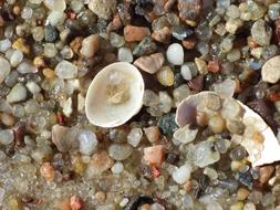 closeup view of Seashell Sand On The Beach