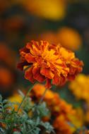 Marigold Macro Flower