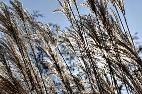 Grass Grasses Nature