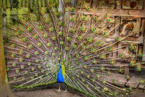 large peacock bird