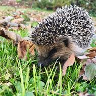 Cute and beautiful hedgehog on the green grass with colorful leaves