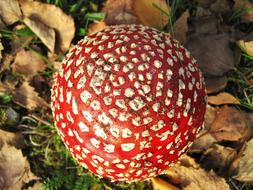 From Above Fly Agaric Lucky Guy