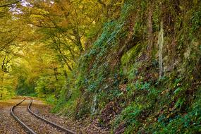 Autumn Nature Trees