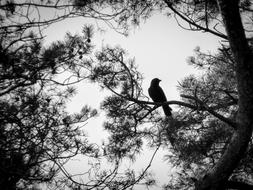 Black crow on a tree branch