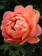 Flower Rose Coral