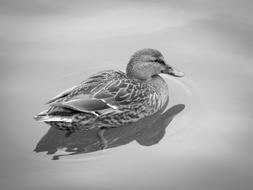 incredible Duck Bird in Water