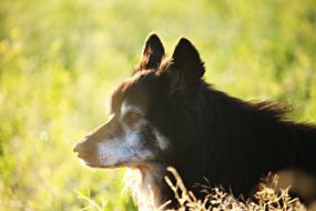 dog in the morning blurry haze
