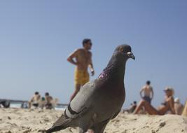 incredible Bird Beach Nature