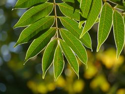 green leaves on a branch with trees