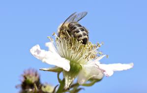 bee on a blackberry flower