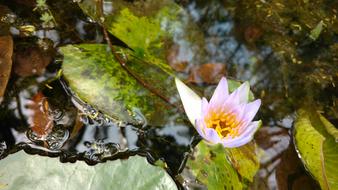 Flower Water Botanical