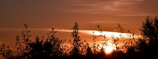 Sunrise Grasses Nature