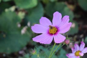 bee on purple cosmea in the garden