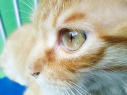 eye of red cat close up