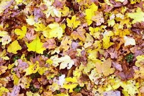 Leaves Background Nature drawing