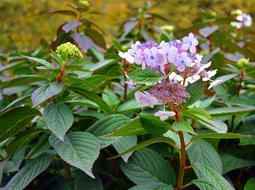 Hydrangea Bush Flowers