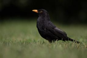 charming Blackbird small