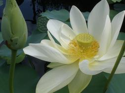 Flower Botanical Botany