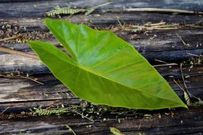 Leaf Fresh Pattern green
