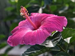 Hibiscus Flower Pink