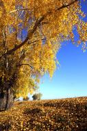 Golden Autumn Tree Nature