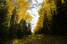 Colorado Fall forest on Mountains