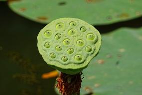 Seed Pod Lotus Flower Head