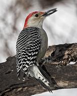 Bird Nature Animal