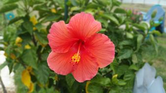 Pink Flower blooming in Garden