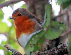 european robin is sitting on a branch