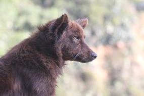 gorgeous Dog Profile