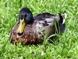 Wild Duck Drake on meadow