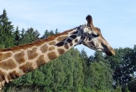 long neck of the giraffe in the zoo