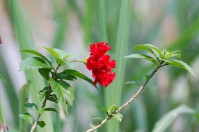 Flower Camera Red