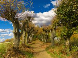 Nature Autumn Avenue