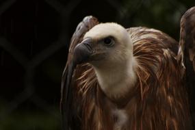 incredible Vulture Condor Animal