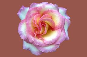 Noble Rose Cindy Rosengarten Bad