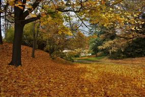 Autumn Nature Colors
