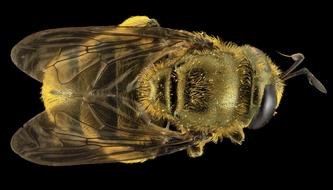 enchanting Hoverfly Insect Macro on black background