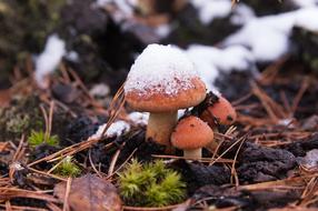 The First Snow Mushrooms Nature