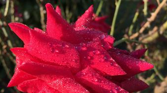 Rose Flower Red
