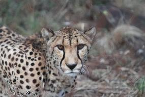 photo of a beautiful spotted leopard in a zoo