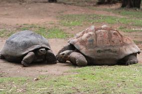 big turtles in the zoo