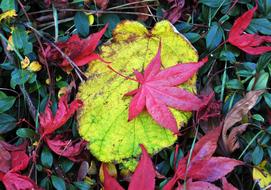 Colorful Fall Leaves in garden