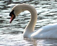 Wildlife Nature Bird