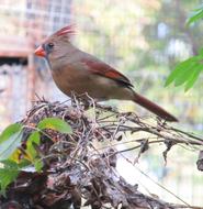 cute colored bird on a branch