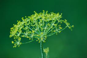 Flower Green Nature