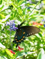 Butterfly Nature Nector