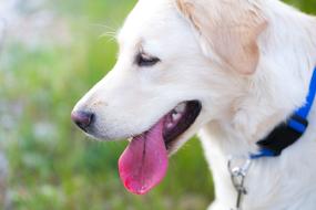 puppy golden retriever on a blurred background